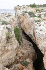 Chiliadenus bocconei