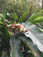 Alpinia uraiensis