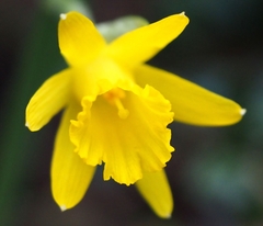 Narcissus minor