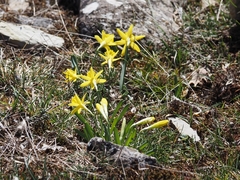 Narcissus minor