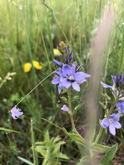 Veronica austriaca