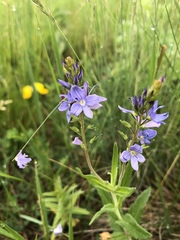 Veronica austriaca