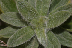 Chiliadenus bocconei