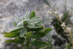 Chiliadenus bocconei