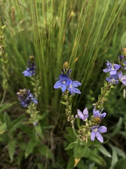 Veronica austriaca