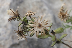 Chiliadenus bocconei