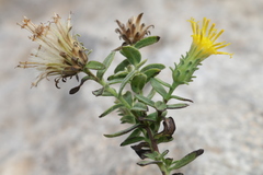 Chiliadenus bocconei