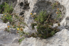 Chiliadenus bocconei