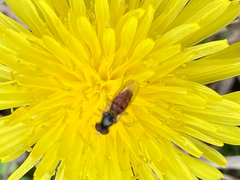 Toxomerus marginatus