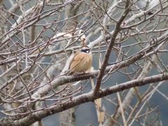 Emberiza cioides