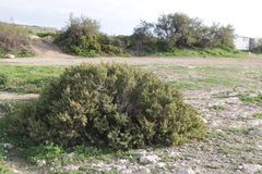 Salsola melitensis