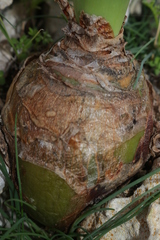 Drimia pancration