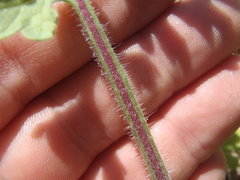 Hedosyne ambrosiifolia