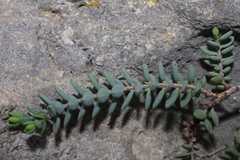 Hypericum aegypticum