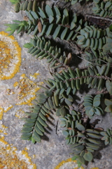 Hypericum aegypticum