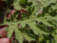 Hedosyne ambrosiifolia