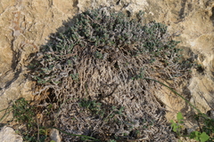 Crucianella maritima