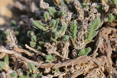Crucianella maritima