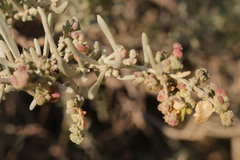 Atriplex lanfrancoi