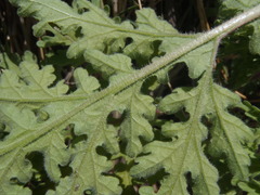 Hedosyne ambrosiifolia
