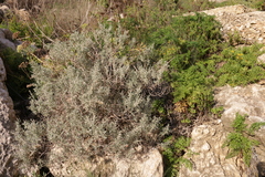 Daucus carota drepanensis