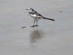 Motacilla alba lugens