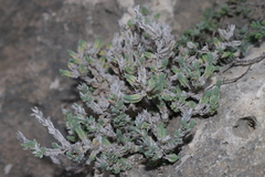 Crucianella maritima