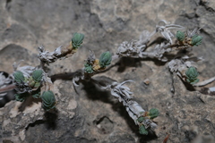 Crucianella maritima