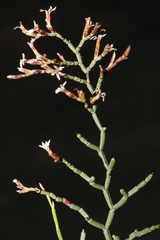 Limonium articulatum