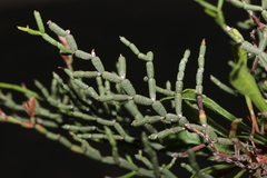 Limonium articulatum
