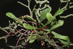 Limonium articulatum