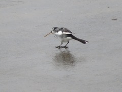 Motacilla alba lugens