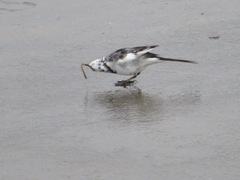 Motacilla alba lugens
