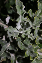 Jacobaea maritima sicula