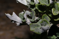 Jacobaea maritima sicula