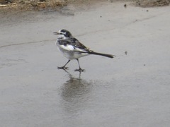 Motacilla alba lugens