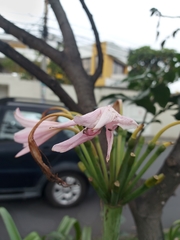 Crinum moorei