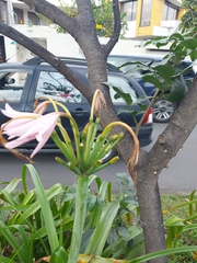 Crinum moorei