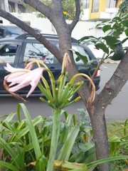 Crinum moorei