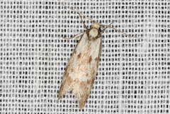 Palimmeces variegata