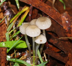 Mycena mijoi