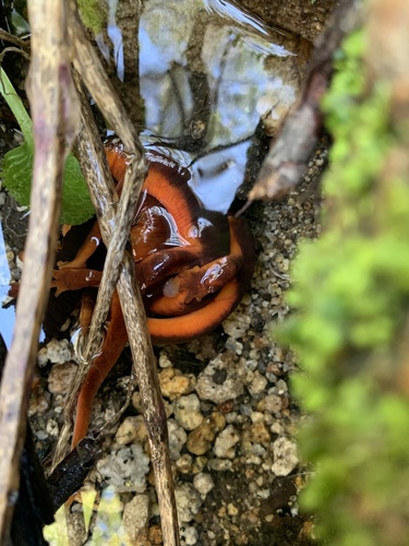 iNaturalist observation photo of Sierra Newt