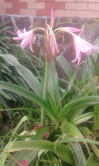 Crinum bulbispermum