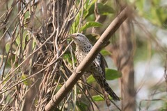 Campylorhynchus nuchalis