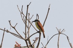 Pitangus sulphuratus