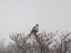 Buteo japonicus