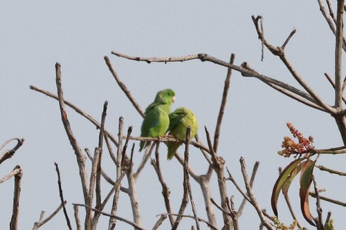 Turquoise-winged Parrotlet (Forpus spengeli), photo 8
