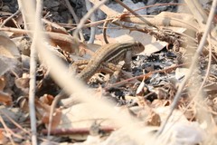 Ameiva bifrontata divisa