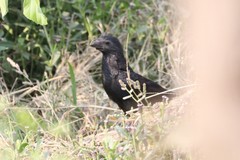 Crotophaga sulcirostris