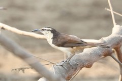 Campylorhynchus griseus